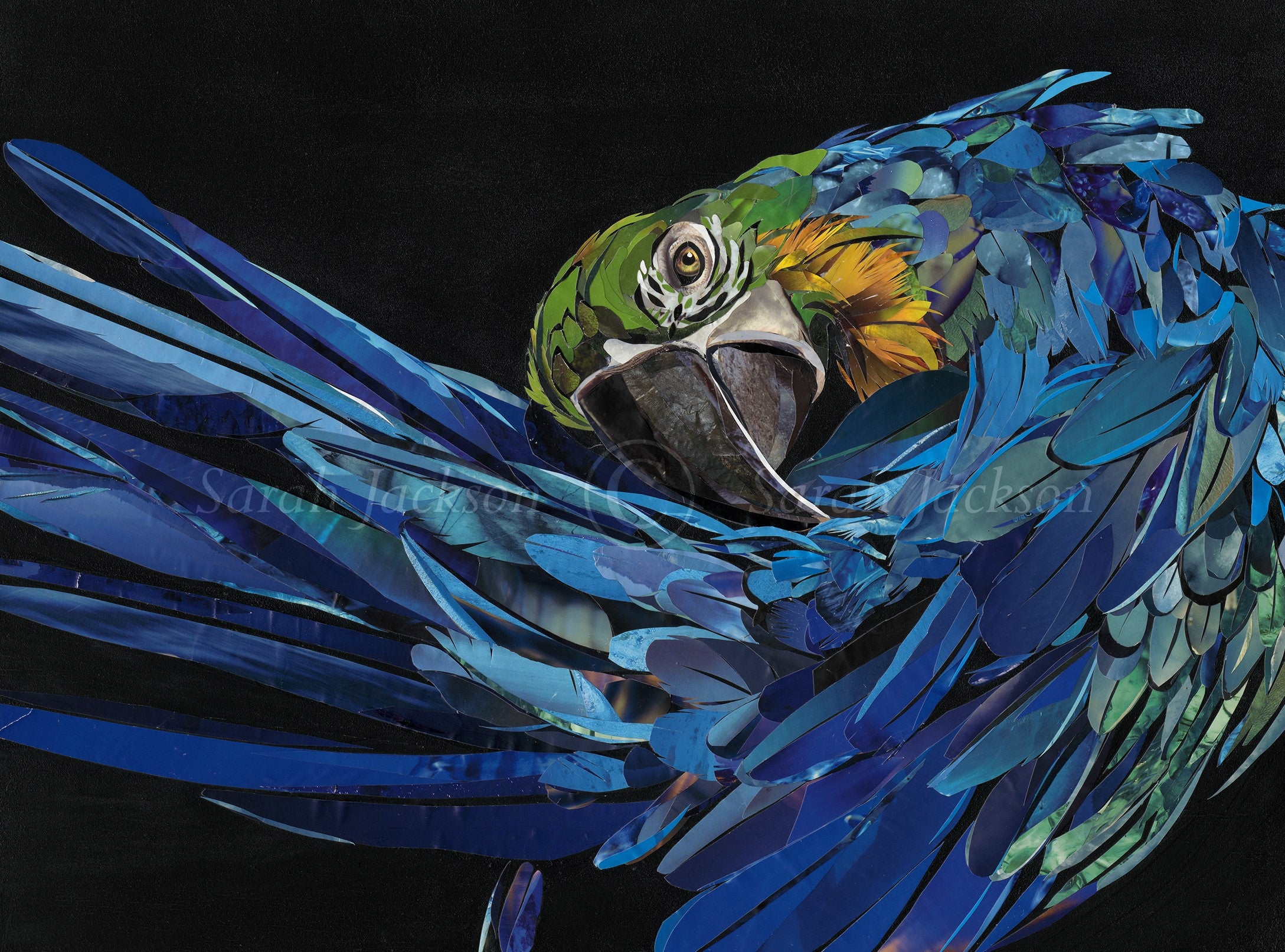 Sarah Jackson Wildlife artist Malachi parrot limited edition art print