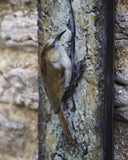 Adam-Binder-Tree-Creeper-Plaque