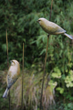 Two bronze birds perched on thin branches against a blurred natural background