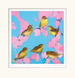 Warblers in Pink and Blue Heidi Langridge