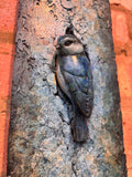 Blue tit bird bronze sculpture 
