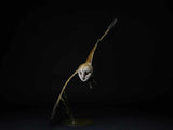 Barn Owl on a black background