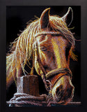 Portrait of a horse framed in black