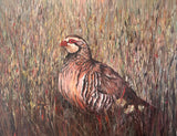 french partridge standing in a field of tall, textured grass.