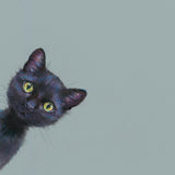 Little black kitten by Nicky Litchfield