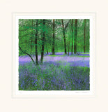 Paul Evans landscape artist Bluebell woods 