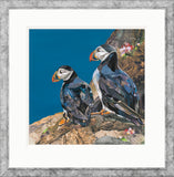 Sarah Jackson artwork framed two puffins on natural rock
