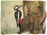 Great Spotted Woodpecker - The Lost Spells Jackie Morris & Robert MacFarlane