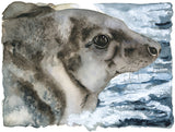 Grey Seal - The Lost Spells