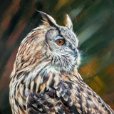 portrait of an owl with detailed brown, gray, and cream feathers and a bright orange eye.