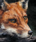 Anthony Dobson Red Fox Study Limited Edition