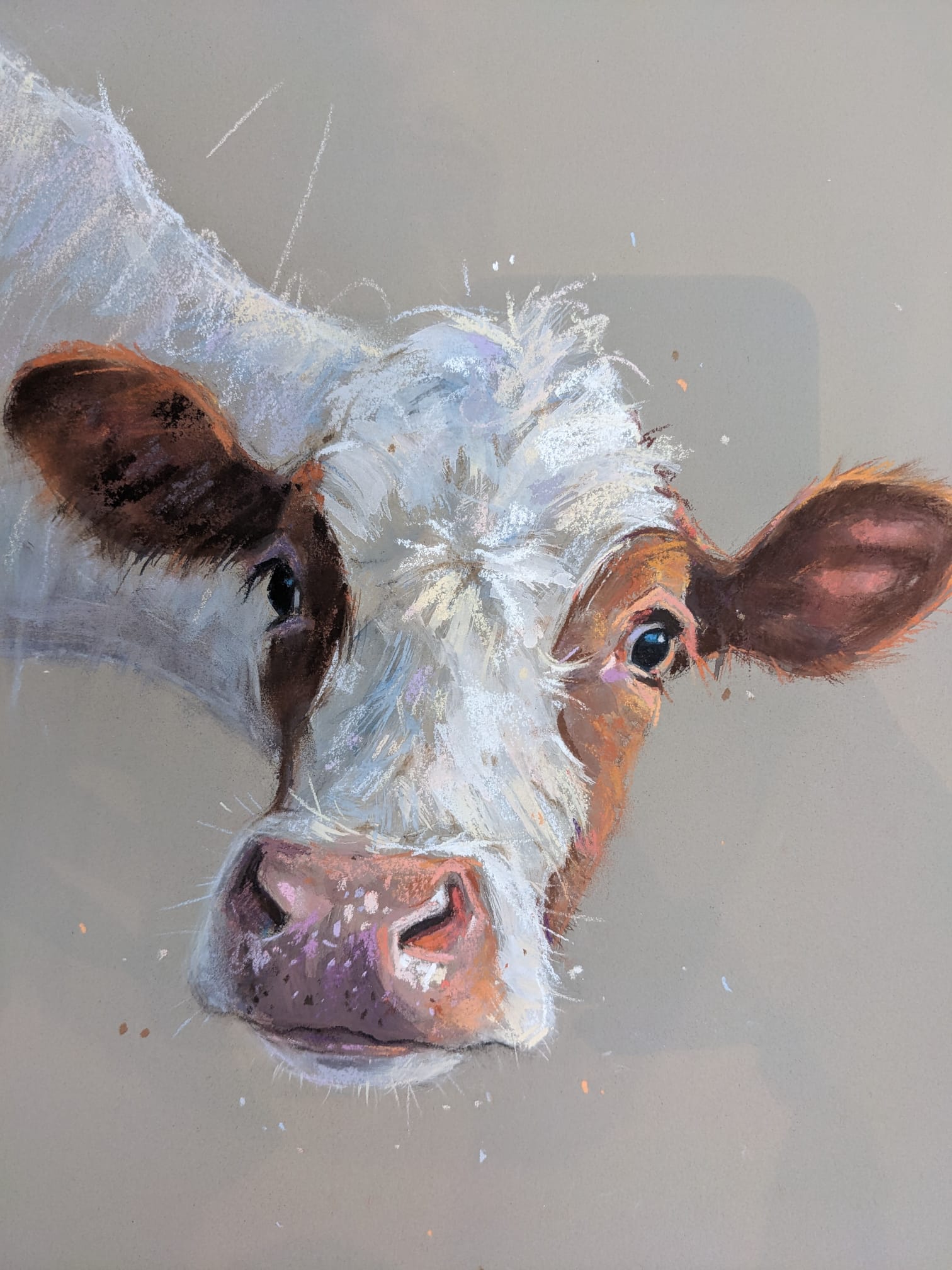 Clara Original Nicky Litchfield Cow Portrait The Rose Gallery