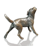 Small Border Terrier (1157)