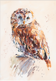 Tawny Owl