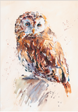 Jake Winkle Tawny Owl limited edition artwork