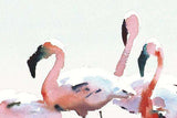 Flamingo file close up